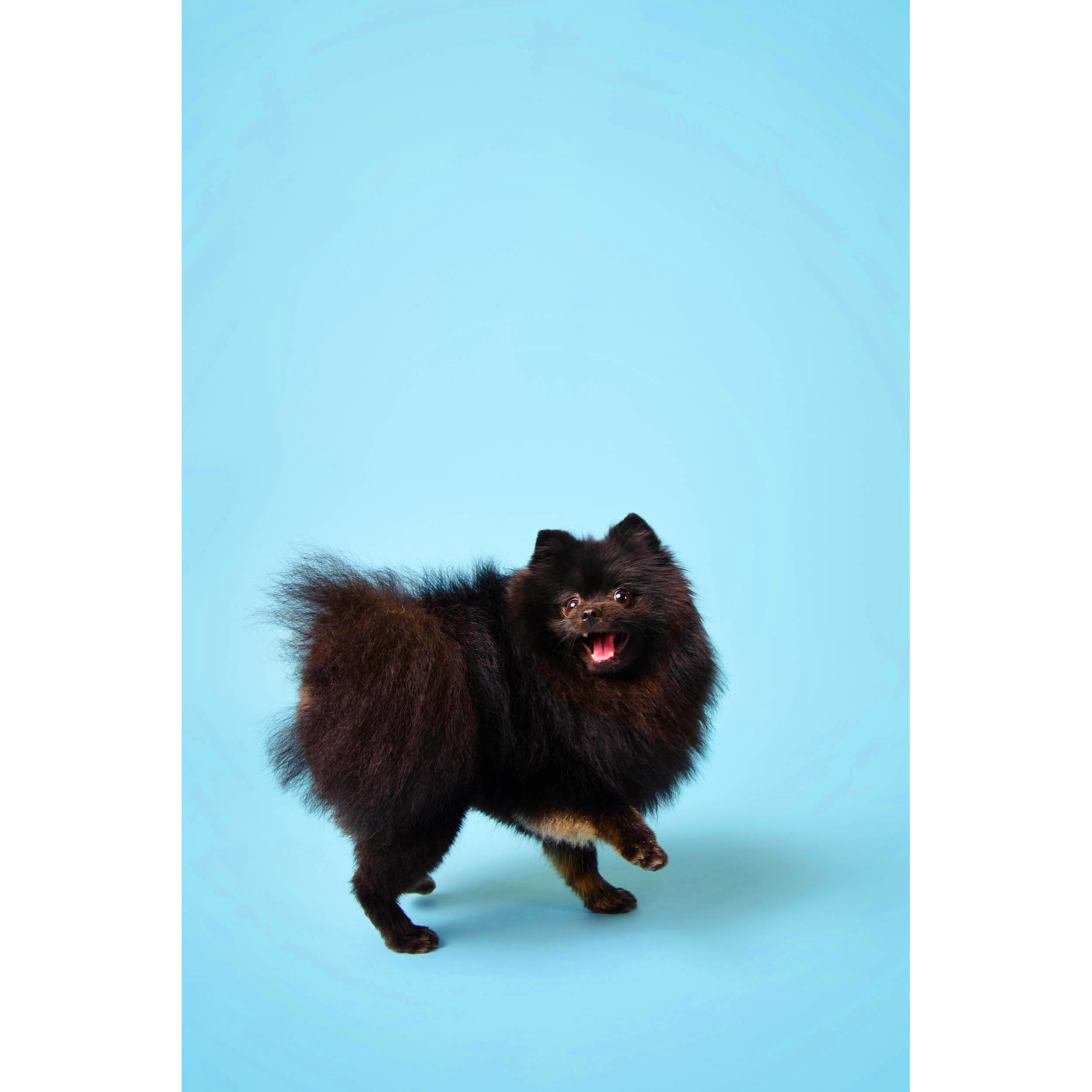 Visico Widetone Seamless Background Paper (SkyBlue)