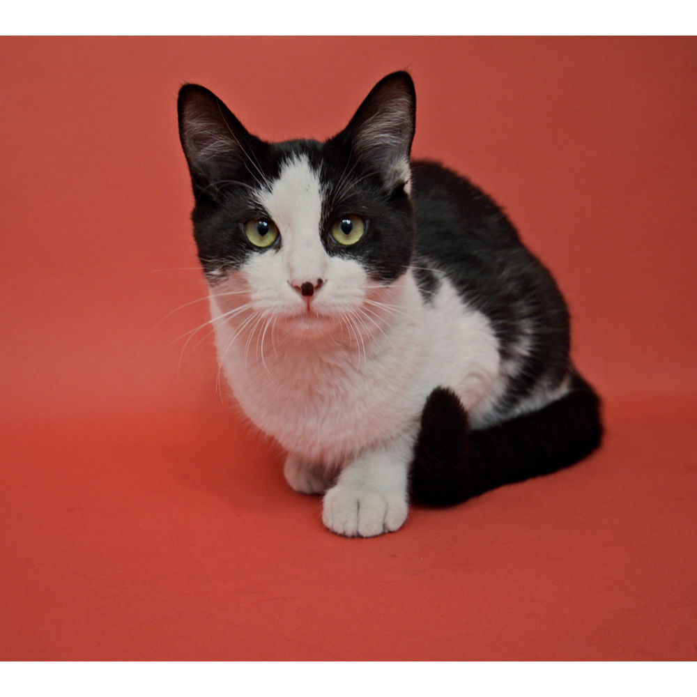 Visico Widetone Seamless Background Paper (Red)