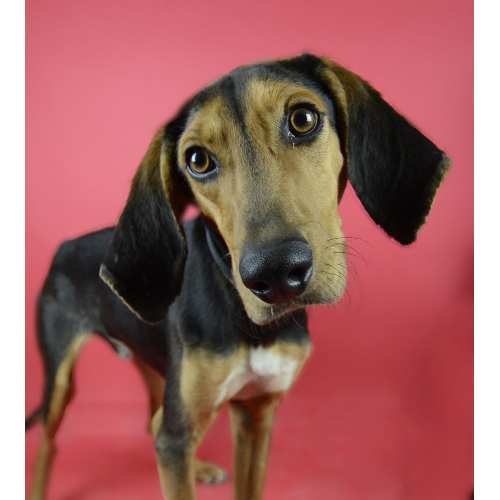 Visico Widetone Seamless Background Paper (Red)