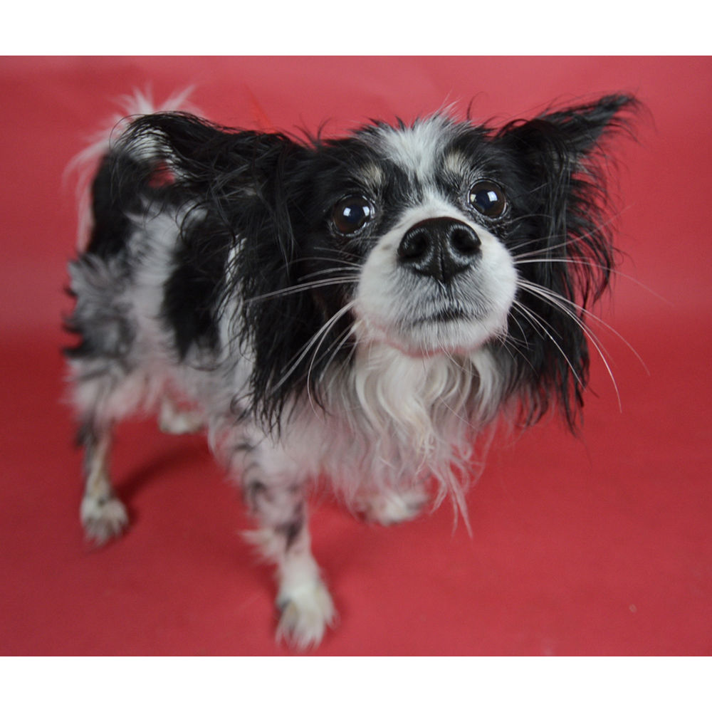 Visico Widetone Seamless Background Paper (Red)