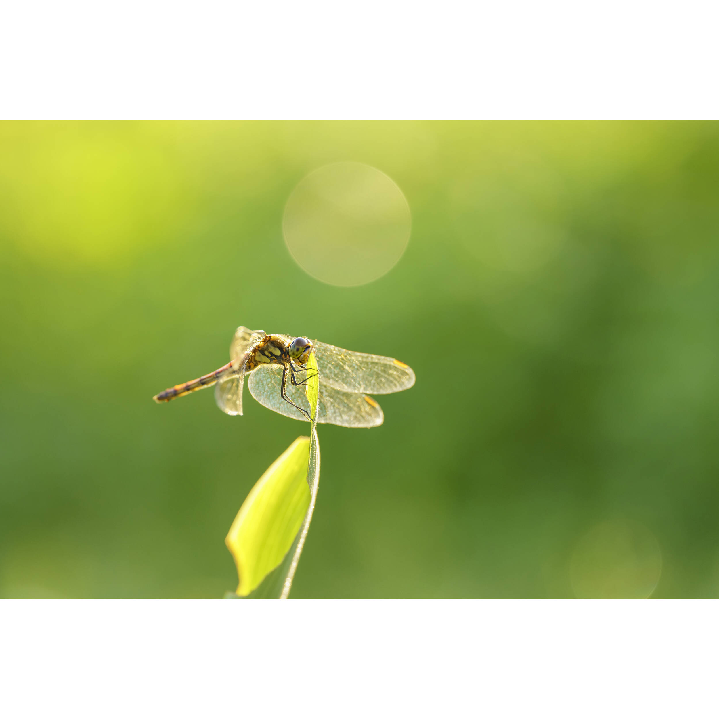 Sigma 105mm f/2.8 DG DN Macro Art Lens (Sony E)